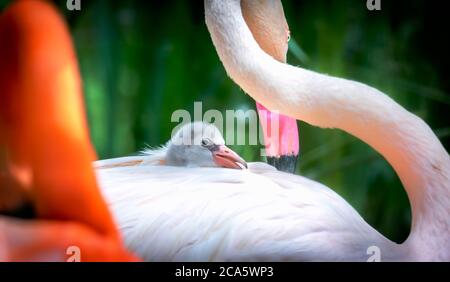 Flamangos (Phoenicopteridae) nouveau-né bébé avec sa mère, la poussette du flamant est à la garde de sa mère et s'occupe de lui, le cub Flamingo assis et h Banque D'Images