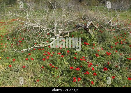 Israël en pleine floraison. Belle fleur rouge, Kalanit (Anemone coronaria) dans une forêt. Banque D'Images