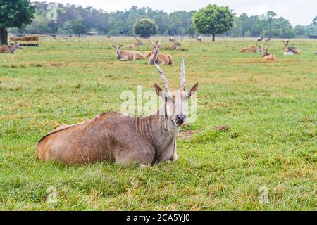 West Palm Beach Florida,Loxahatchee,Lion Country Safari,en voiture,animaux sauvages,African eland taurotragus oryx antilope,les visiteurs voyagent t Banque D'Images