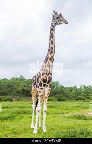 West Palm Beach Florida,Loxahatchee,Lion Country Safari,conduire à travers,animaux sauvages,girafe africaine,giraffa camelopandalis,les visiteurs voyagent à Banque D'Images