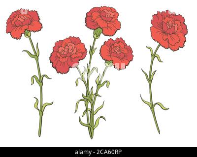 Motif fleur de carnation couleur isolée esquisse ensemble vecteur d'illustration Illustration de Vecteur