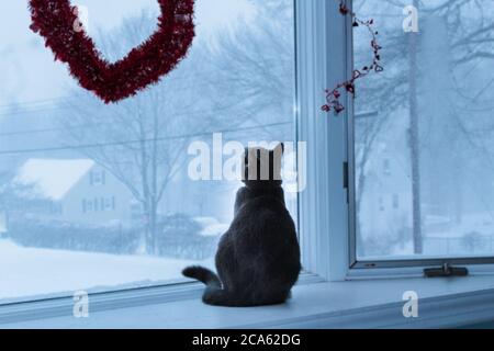 Cat sur une bordure de fenêtre Banque D'Images