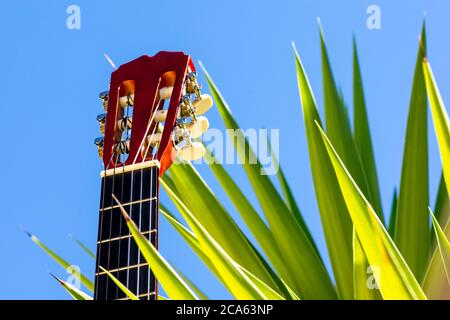 Différentes perspectives du cou et de la tête d'une guitare espagnole dans le jardin Banque D'Images