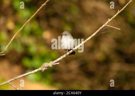 Petit oiseau reposant sur une branche tout en cherchant des insectes à se nourrir dans Ibera Banque D'Images