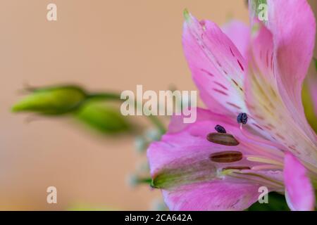 Vue rapprochée d'un bouquet de fleurs fraîches et variées avec des roses multicolores, des bourgeons, des fougères, du lisianthus Banque D'Images