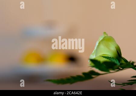 Vue rapprochée d'un bouquet de fleurs fraîches et variées avec des roses multicolores, des bourgeons, des fougères, du lisianthus Banque D'Images