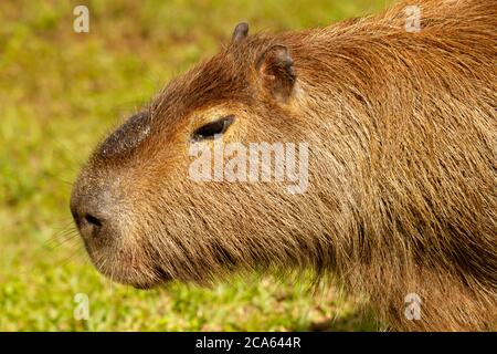 Capibara se reposant dans les terres humides d'Ibera Banque D'Images