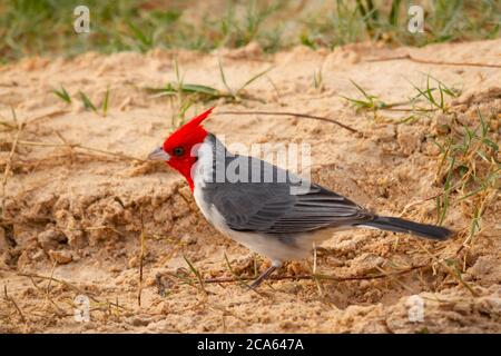 Oiseau cardinal commun creusant le sol tout en cherchant des insectes pour se nourrir. Banque D'Images