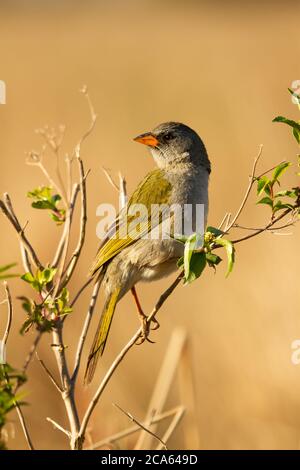 Grand pampa-finch reposant sur une branche tout en cherchant des insectes à se nourrir dans Ibera Banque D'Images