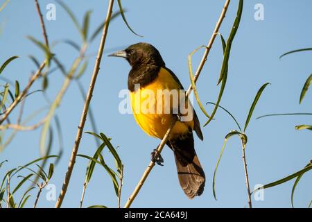 Bown et marshbird jaune reposant sur une branche tout en cherchant des insectes à se nourrir à Ibera, ARG. Banque D'Images