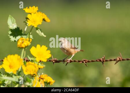 petit oiseau brun perché sur une clôture dans le champ avec des fleurs jaunes Banque D'Images