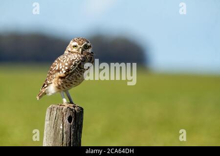petit hibou debout sur un poteau dans le champ Banque D'Images