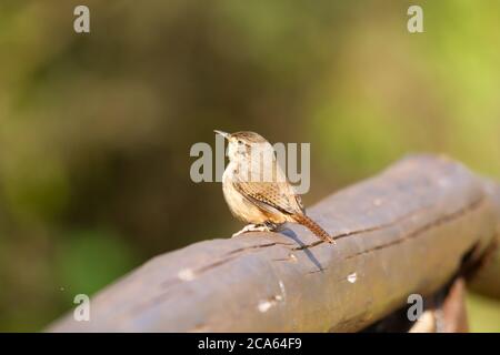 Petit oiseau brun perché sur une bûche déchue avec un arrière-plan flou dans la zone humide d'Ibera. Banque D'Images