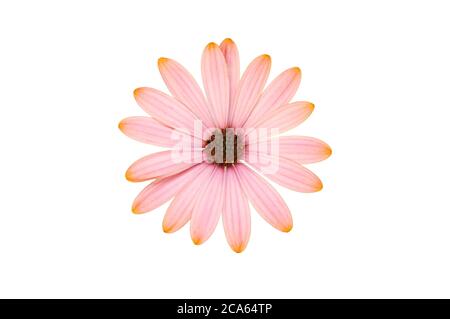 Rose pastel ostéospermum flower isolated on white Banque D'Images