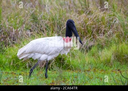 Jabiru Stork debout sur le rivage avec bec ouvert. Jaribu sont les plus grands oiseaux du Pantanal Banque D'Images