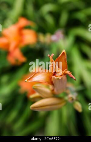 Hemerocallis Golden Orchid, le Lily de jour d'orange dans le jardin du Yorkshire fleurs d'août Banque D'Images