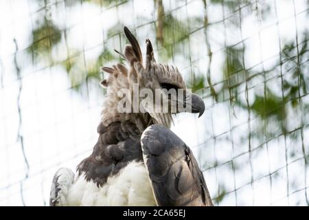 Harpia dans une réserve au Brésil est le plus grand oiseau de proie Banque D'Images