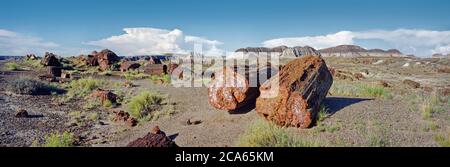 Grumes pétrifiées dans le parc national de la forêt pétrifiée, Arizona, États-Unis Banque D'Images