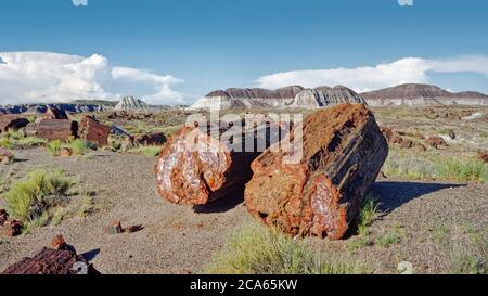 Grumes pétrifiées dans le parc national de la forêt pétrifiée, Arizona, États-Unis Banque D'Images