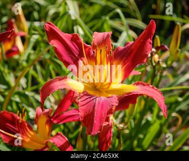 Bicolore rouge et jaune Lily de jour (hemerocallis hybrida) en pleine floraison estivale Banque D'Images