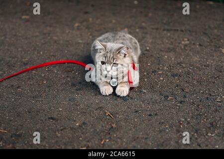 Un chaton écossais écossais de quatre mois se promène sur l'herbe en été sur une laisse avec un passeport qr ID. Photo de haute qualité Banque D'Images