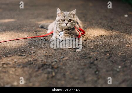 Un chaton écossais écossais de quatre mois se promène sur l'herbe en été sur une laisse avec un passeport qr ID. Photo de haute qualité Banque D'Images