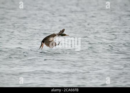 Atterrissage du cormoran impérial sur la mer dans le Nouveau golfe. Patagonie Argentine. Banque D'Images