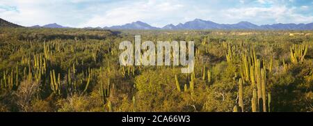 Vue sur la forêt d'automne, entre la Ribera et Cabo Pulmo, Baja California sur, Mexique Banque D'Images