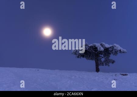 Pleine lune sur ai-Petri Crimée. Paysage de conte de fées de Noël enneigé. Nuit au clair de lune. Pins de Crimée dans la neige. Pleine lune et ciel bleu. Fond naturel Banque D'Images