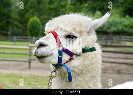 Portrait d'Alpaca blanc mignon avec beaucoup de laine. Accueil Alpaca. Banque D'Images