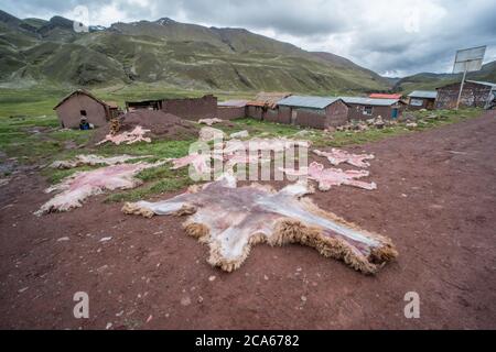 Les peaux d'alpaga et de lama ont été mises à sécher sur la route dans un petit village andin au Pérou. Banque D'Images