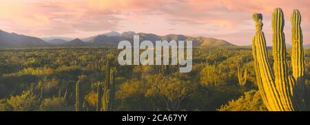 Lever du soleil au-dessus des montagnes, Carmon Cacti Forest, Sierra la Trinidad Mountain s'étend entre la Ribera et Cabo Pulmo, Baja California sur, Mexique Banque D'Images