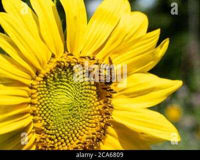 Gros plan d'un tournesol (Helianthus annuus) avec une abeille européenne (APIS mellifera) qui y sirotera. Banque D'Images