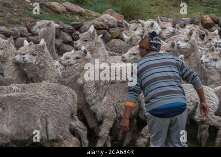 Un péruvien berce un troupeau d'alpaga dans les Andes du Sud du Pérou. Banque D'Images