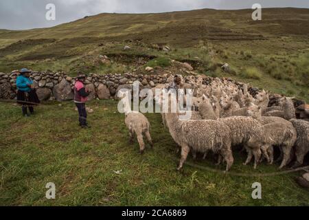 Herding alpaga dans une communauté péruvienne dans les Andes, les préparer pour un bilan de santé. Banque D'Images