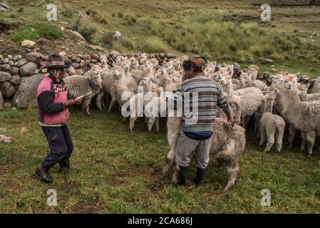 Herding alpaga dans une communauté péruvienne dans les Andes, les préparer pour un bilan de santé. Banque D'Images