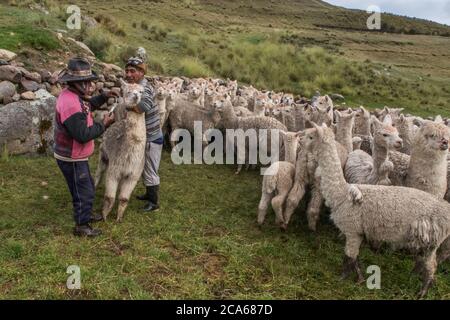 Herding alpaga dans une communauté péruvienne dans les Andes, les préparer pour un bilan de santé. Banque D'Images