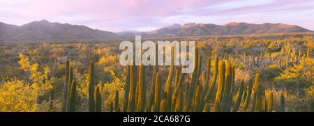 Vue sur la Sierra la Trinidad chaîne de montagnes entre la Ribera et Cabo Pulmo, Baja California sur, Mexique Banque D'Images