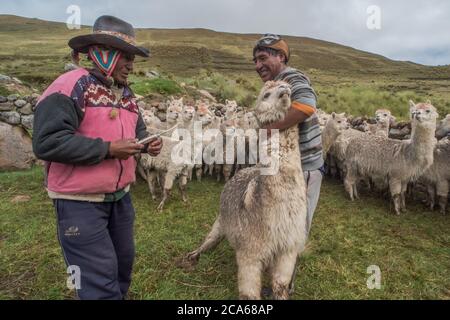 Les hommes quechua dans le sud du Pérou traitent avec un troupeau d'Alpaga, administrant une dose orale de médicaments pour les garder en bonne santé. Banque D'Images