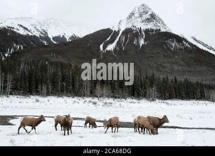 Amérique du Nord; Canada; Alberta; parc national Jasper; faune; mouflon d'Amérique; Ovis canadensis; brebis et agneaux; début de l'hiver Banque D'Images