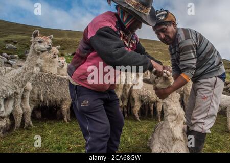 Les hommes quechua dans le sud du Pérou traitent avec un troupeau d'Alpaga, administrant une dose orale de médicaments pour les garder en bonne santé. Banque D'Images