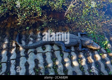 Un alligator américain situé à l'ombre de la cale en béton du lac Elm dans le parc national de Brazos Bend, vu d'en haut. Banque D'Images