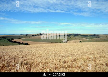 Orge prête pour la récolte cultivée sur la craie du parc national de South Downs, en direction de Saltdean. Banque D'Images