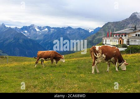 Penken Mountain in Mayrhofen / Autriche - septembre 2019 : vaches paissant dans un pré alpine verdoyant entouré par les montagnes des Alpes et un restaurant Banque D'Images