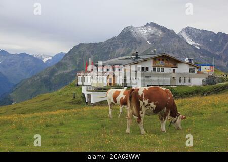 Penken Mountain in Mayrhofen / Autriche - septembre 2019 : vaches paissant dans un pré alpine verdoyant entouré par les montagnes des Alpes et un restaurant Banque D'Images