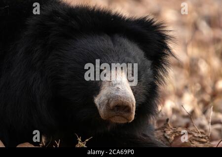 Portrait d'ours en peluche dans la nature Banque D'Images