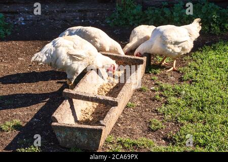 les poules se nourrissant à partir d'une cuvette en bois sur la cour rurale. Blancs poulets sales manger des grains Banque D'Images