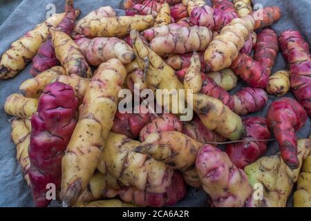 oca frais, un type de légume de racine, après avoir été récolté dans les Andes péruviennes. OCA a été développé ici depuis les temps de pré incan. Banque D'Images