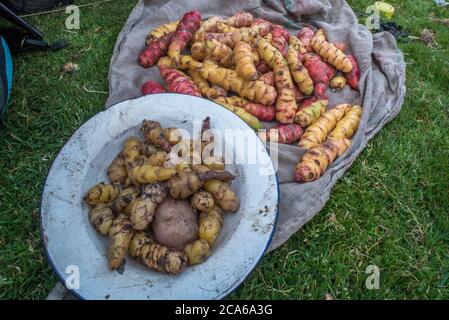 oca frais, un type de légume de racine, après avoir été récolté dans les Andes péruviennes. OCA a été développé ici depuis les temps de pré incan. Banque D'Images