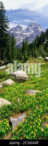 Grand Teton et Mt. Owen, North Fork Cascade Canyon, parc national de Grand Teton, Wyoming, États-Unis Banque D'Images